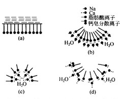 image:肥皂与lsda体系的简化模型.jpg