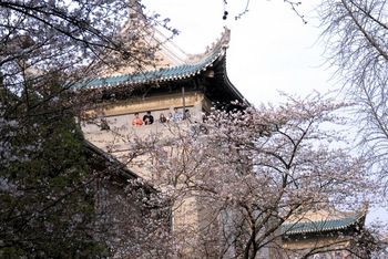 武汉大学的樱花
